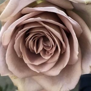 Meet your Posher, Lindsay